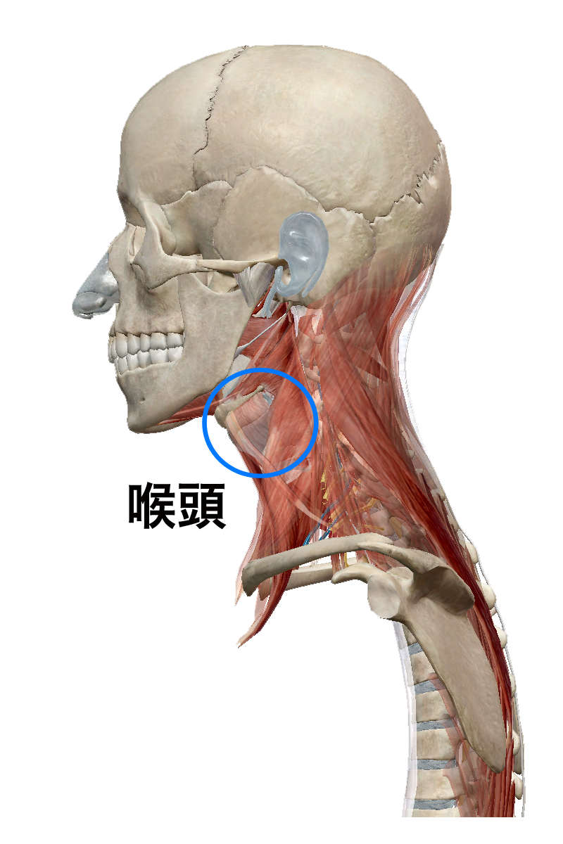 喉頭の位置
