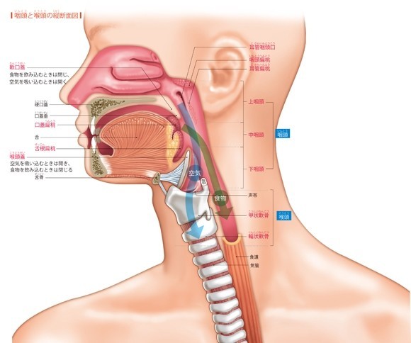 咽頭・喉頭の位置関係
