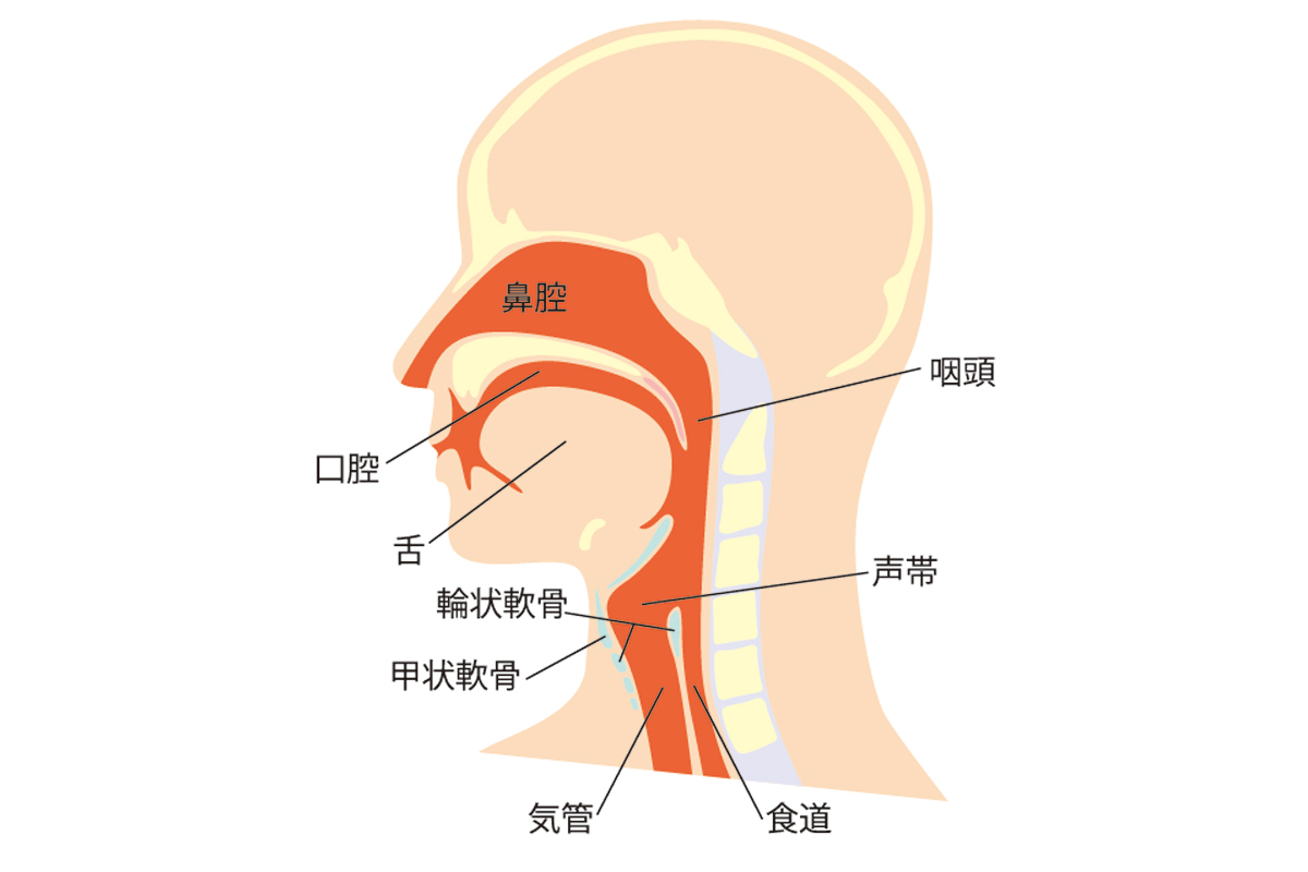 鼻腔の位置